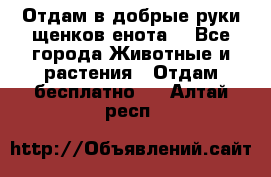 Отдам в добрые руки щенков енота. - Все города Животные и растения » Отдам бесплатно   . Алтай респ.